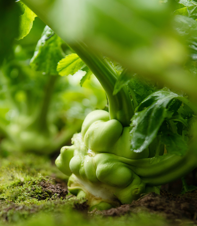 GA黄金甲(中国游)最新官方网站